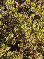 Arctostaphylos pumila