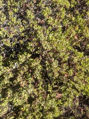 Arctostaphylos pumila