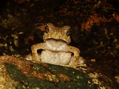 Phrynoidis juxtasper