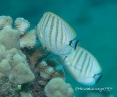 Chaetodon multicinctus