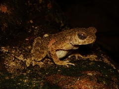 Phrynoidis juxtasper