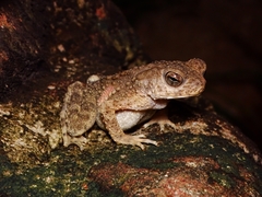 Phrynoidis juxtasper