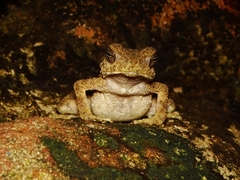 Phrynoidis juxtasper