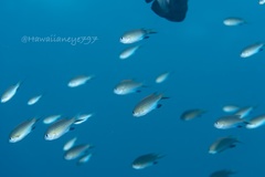 Pycnochromis vanderbilti