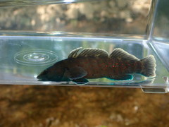 Etheostoma maculatum