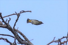 Dicaeum chrysorrheum