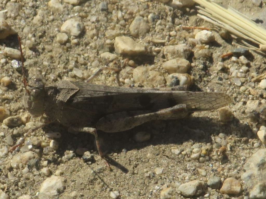 California Rose-winged Grasshopper