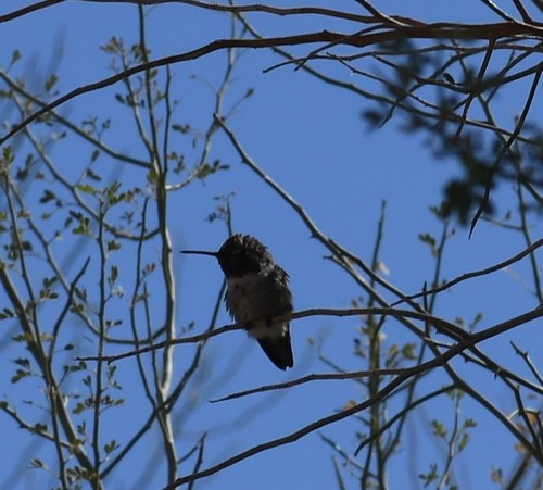 iNaturalist observation photo of Costa's Hummingbird
