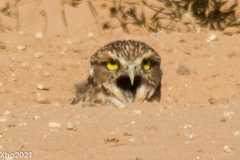 Athene cunicularia