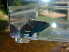 Etheostoma maculatum