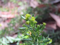 Dodonaea camfieldii