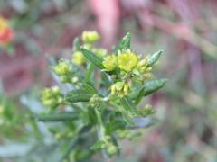Dodonaea camfieldii