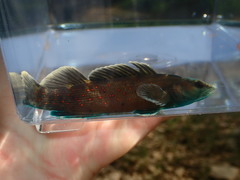 Etheostoma maculatum