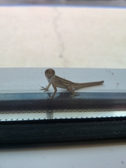 Anolis sagrei