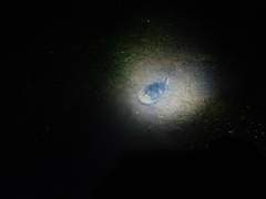 Kinosternon leucostomum