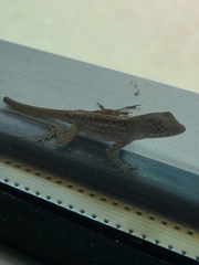 Anolis sagrei