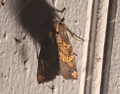 Papaipema cataphracta