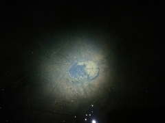 Kinosternon leucostomum