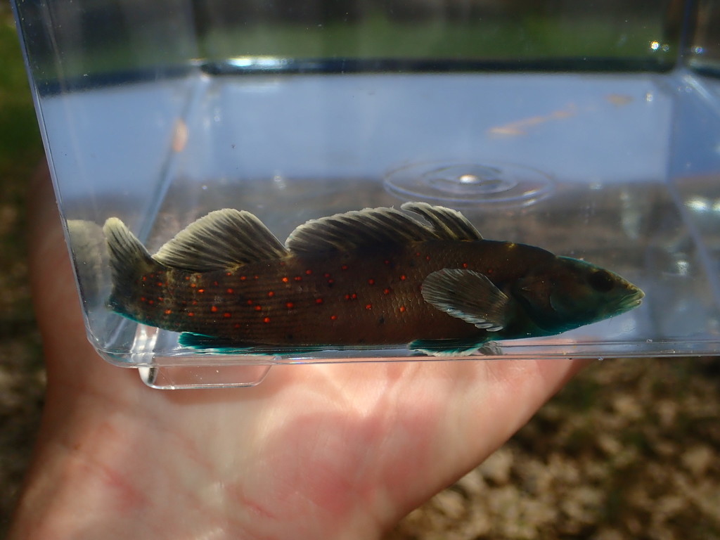Spotted Darter (Etheostoma maculatum) — Percidae