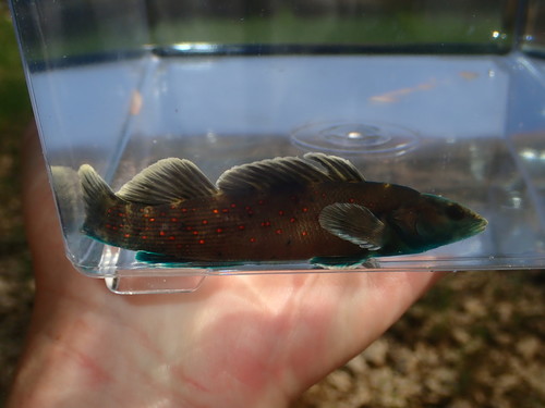 Spotted Darter (Etheostoma maculatum) — Percidae