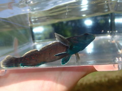 Etheostoma maculatum