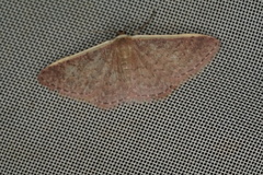 Idaea inversata