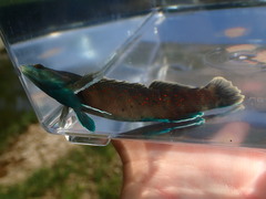 Etheostoma maculatum