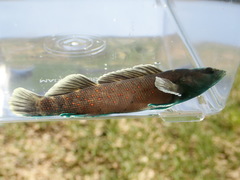 Etheostoma maculatum