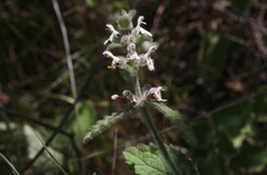 Stachys rigida quercetorum