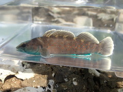 Etheostoma maculatum