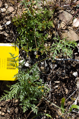 Lomatium observatorium