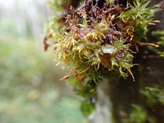Ulota obtusiuscula