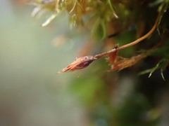 Ulota obtusiuscula