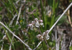 Stachys rigida quercetorum