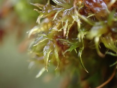 Ulota obtusiuscula