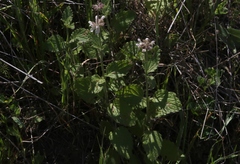 Stachys rigida quercetorum