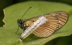 Actinote anteas byssa