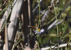 Phyciodes phaon phaon