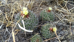 Coryphantha clavata clavata