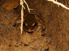 Limnonectes leporinus