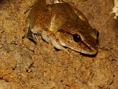 Limnonectes leporinus