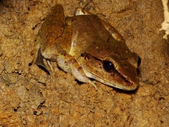 Limnonectes leporinus