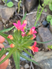 Collomia biflora