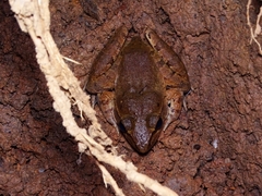 Limnonectes leporinus