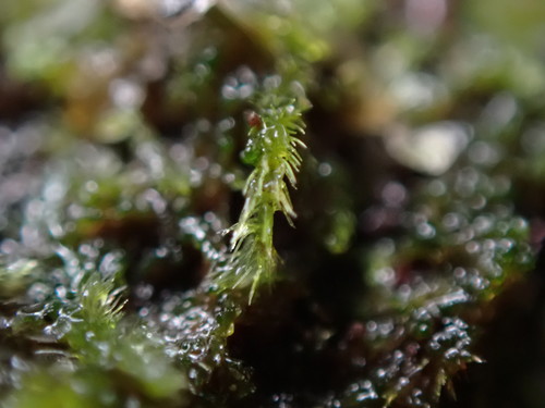 Image of Blepharostoma trichophyllum by no rights reserved
