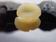 Phaeohelotium fulvidulum