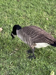 Branta canadensis