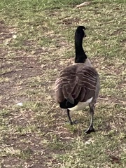 Branta canadensis