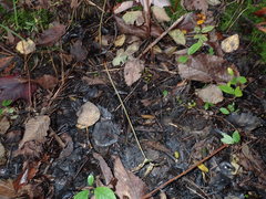 Phaeohelotium fulvidulum