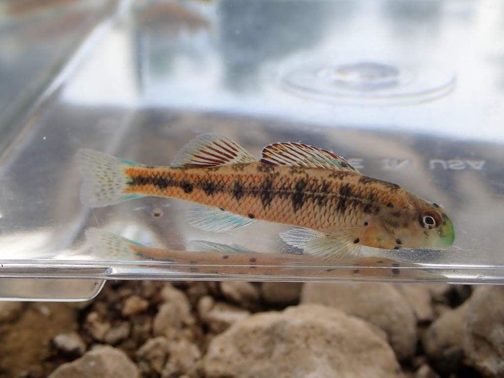 Kentucky Darter